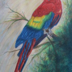 Yağlı pastel papağan resmi 90 x 54 cm mukavva kağıt üstüne yapılmıştır. Macaw papağanın gerçek boyu 79 x 97 cm. ağırlık 1kg. Kırmızı macaw papağan tropikal orta Amerikada yaşar.